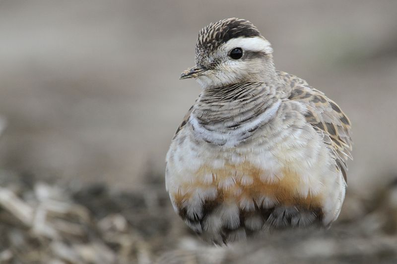 Ondanks de rui vertonen de vroegste Morinellen nog aardig wat van het fraaie zomerkleed (Foto: Philippe Vanmeerbeeck)