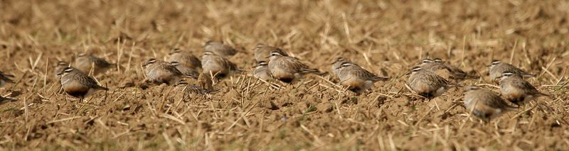 Morinelplevieren verdwijnen tegen de achtergrond van de Vlaamse leem. Zelfs een grote groep wordt soms gemist omdat er  over gekeken wordt (Foto: Philippe Vanmeerbeeck)