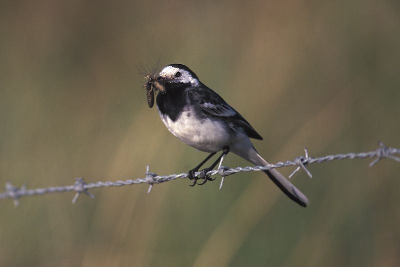 Rouwkwikstaart (foto: Saxifraga-Piet Munsterman)