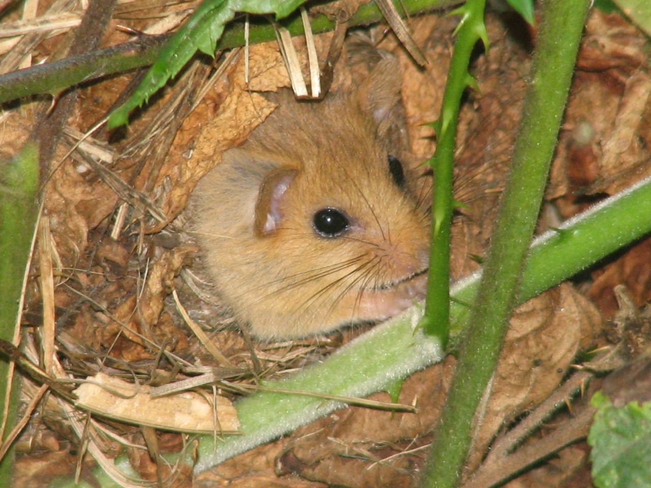 Hazelmuis (foto: Griet Nijs)