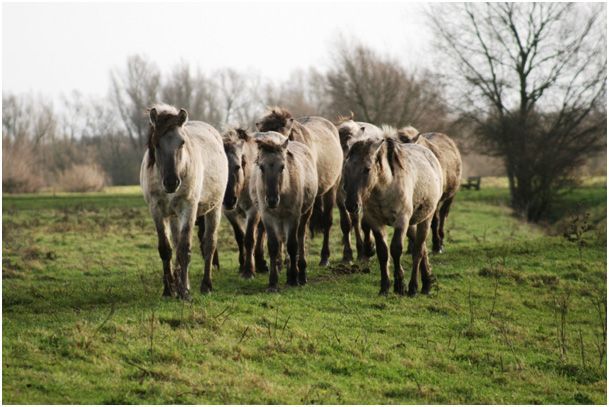 Hengstengroep in het Munnikenland in 2011 (foto: Tanja de Bode)