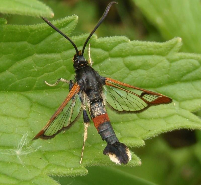 Wilgenwespvlinder (foto: Dick van Mourik)