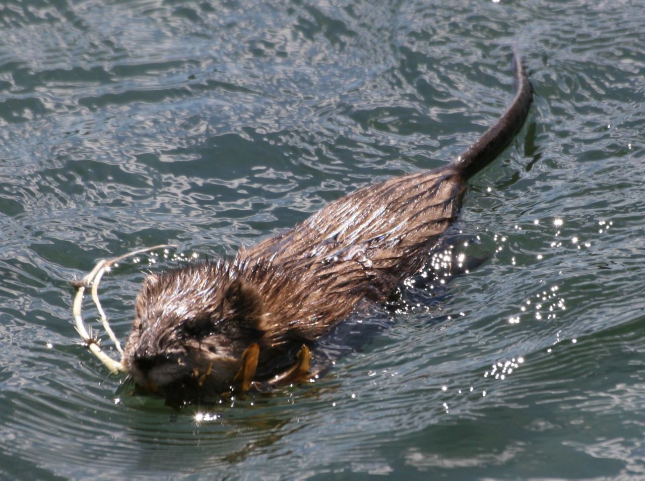 Muskusrat (foto: Martijn van Oene)