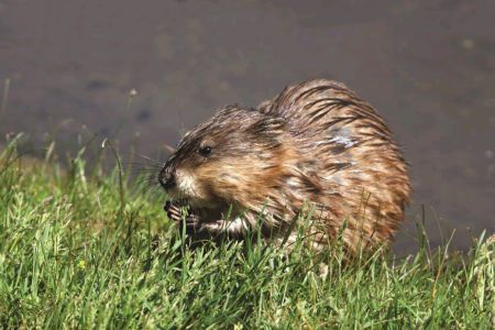 Muskusrat (foto: Bont voor Dieren)