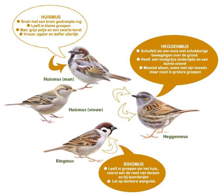 Infographic mussen (figuur: Vogelbescherming)