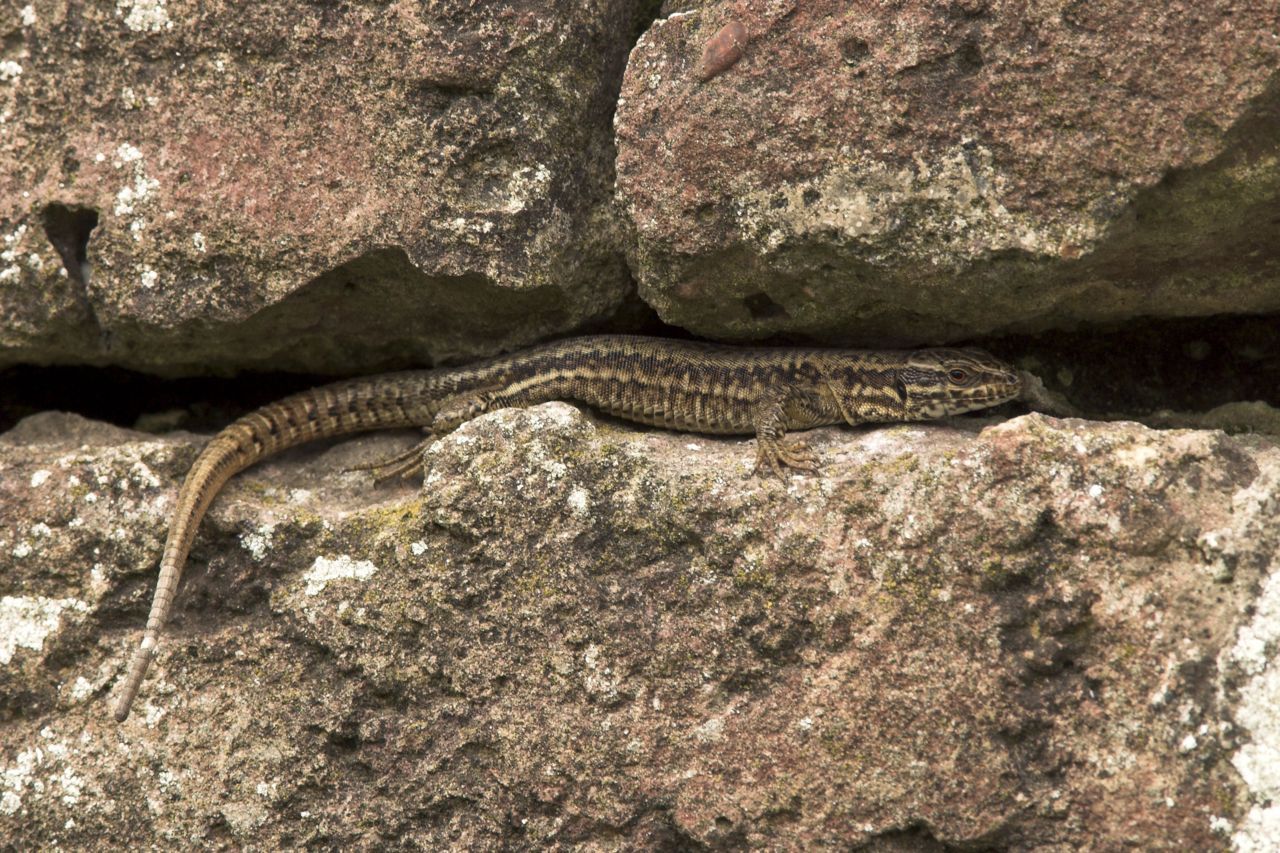 Muurhagedis (foto: Jelger Herder)