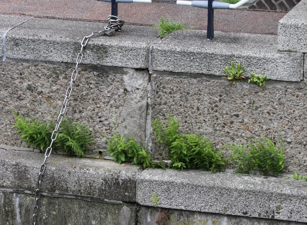 Kademuur met Moerasvaren en Tongvaren (foto: Valentijn ten Hoopen)