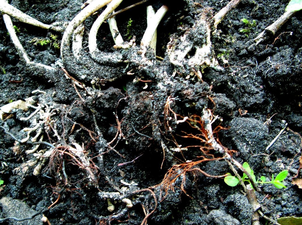 Myceliumstrengen (rhizomorfen) met aanzet tot nieuwe vruchtlichamen (foto: Martijn Oud)