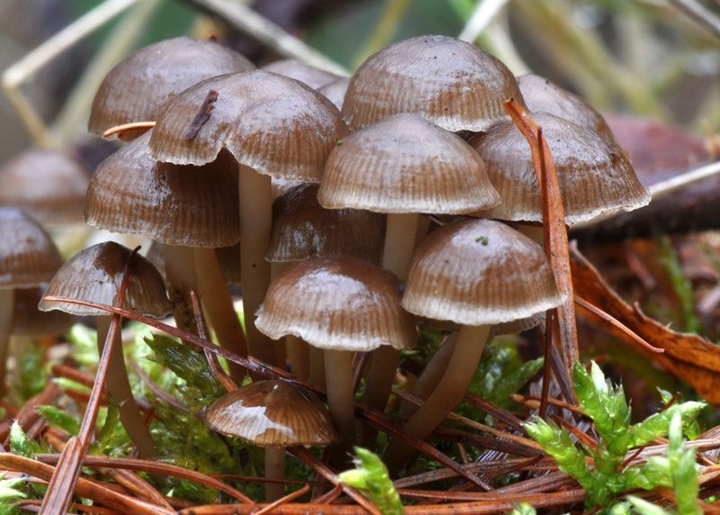 Groepje wintermycena’s (foto: Joop de Wit)