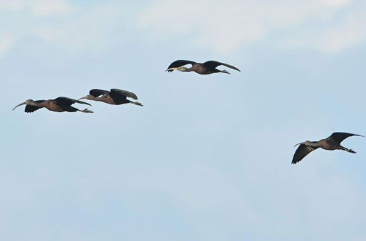 Een groepje vliegende zwarte ibissen riskeert op afstand voor Aalscholver te worden aanzien. (foto: Rob Floor)