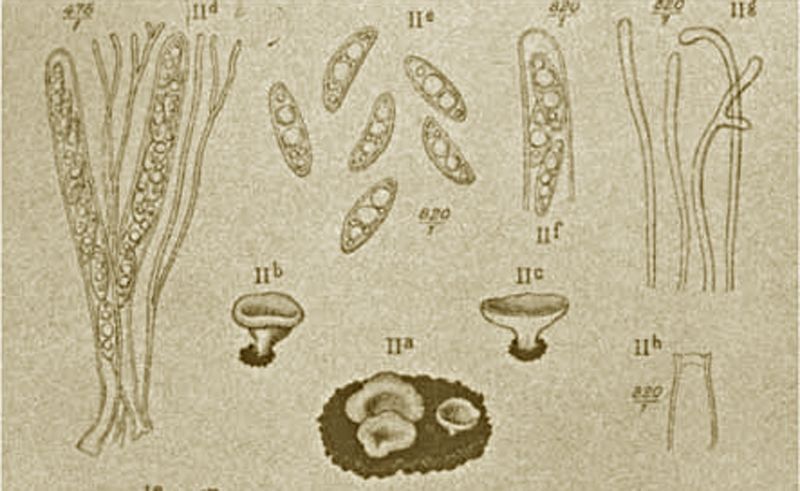 Grondschijfje Discinella menziesii (afbeelding: Trans. British Mycological Soc. 4 (1) 1913)