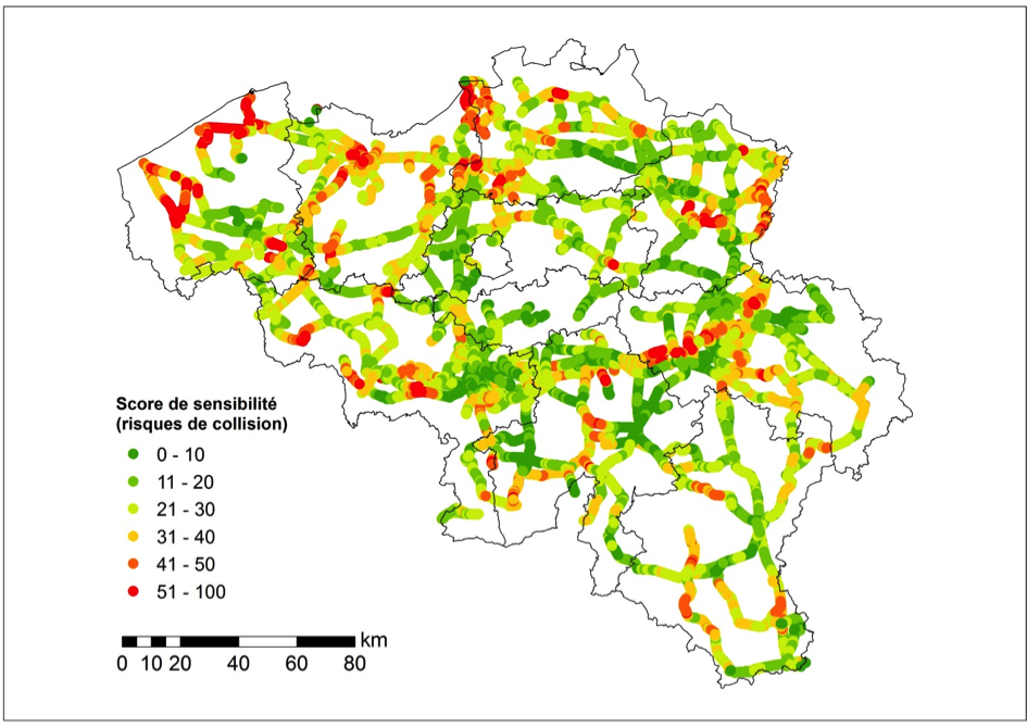 Bovengrondse hoogspanningsleidingen van ELIA, ingekleurd volgens hun aanvaringsrisico. De rode lijnen zijn de meest risicovolle. Verzamelplaatsen van watervogels in de Polders, de Maasvallei en de Vallei van de Haine tonen een sterk verhoogd risico. (foto: Eindredactie Belgie)