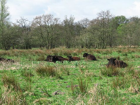 Galloways in het Naardermeer (foto: Esther Linnartz)