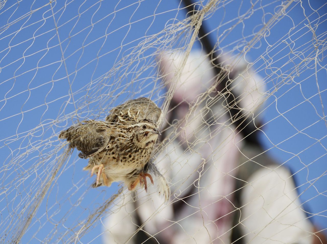 In het Middellandse Zeegebied en Noord-Afrika worden jaarlijks massaal Kwartels gevangen om op te eten (foto: Holger Schulz/NABU).