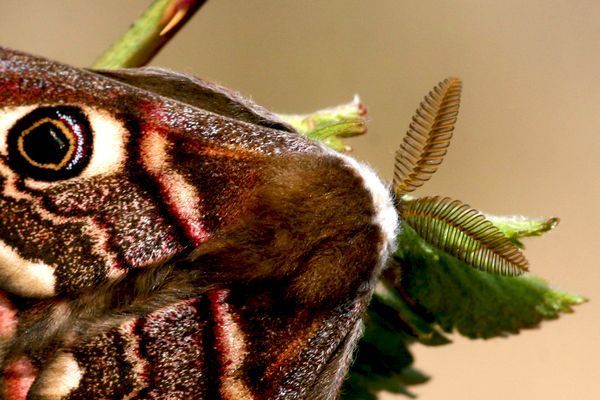 Mannetje met de sterk geveerde voelsprieten waarmee hij erg goed kan ruiken (foto: M. Pullen)