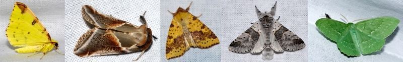 Hoezo saai en bruin: V.l.n.r. hagedoornvlinder, vuursteenvlinder, wilgengouduil, wilgenhermelijnvlinder en zomervlinder (foto’s: Kars Veling)