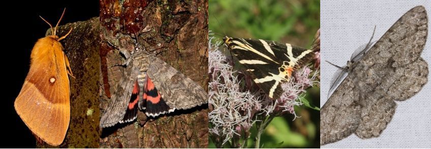 Grote nachtvlinders, vlnr: hageheld, rood weeskind, Spaanse vlag & grote spikkelspanner (foto’s: Kars Veling)