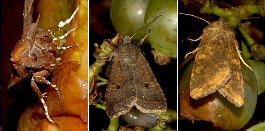 Nachtvlinders op fruit: v.l.n.r. roesje, zwartstipvlinder en iepengouduil (foto’s: Kars Veling)
