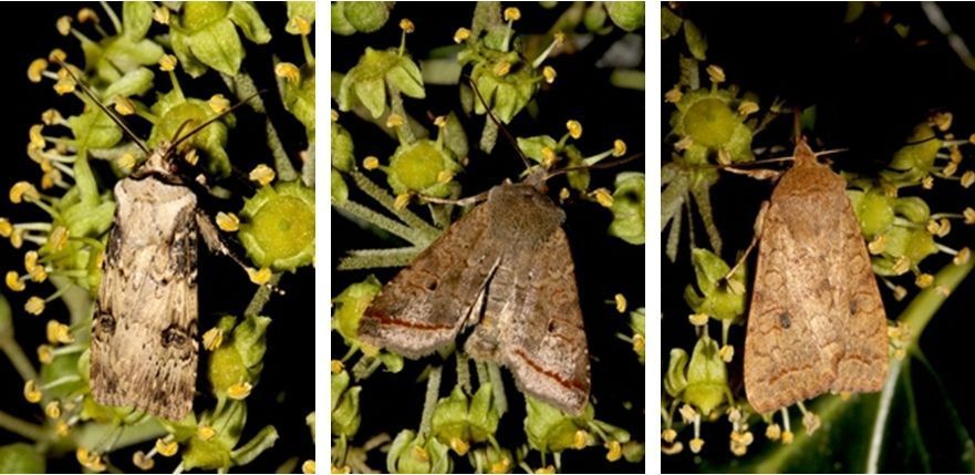 Puta-uil, zwartstipvlinder en bruine herfstuil op klimop (foto’s: Kars Veling)