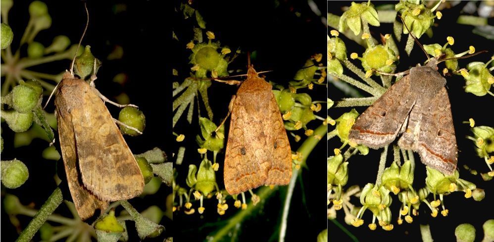 Van links naar rechts iepengouduil, bruine herfstuil en zwartstipvlinder op klimop (foto’s: Kars Veling)