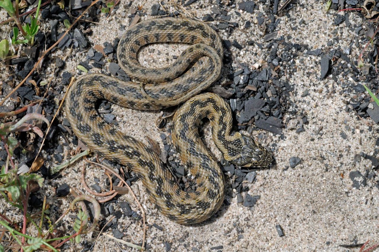 De Adderringslang zou door een zigzagtekening (eigen aan veel gifslangen) mogelijk een aantal predatoren kunnen afschrikken (foto: Jan Van Der Voort)