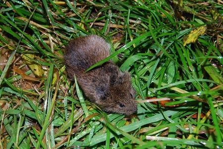 Noordse woelmuis (foto: Merijn van den Hoogenhoff)