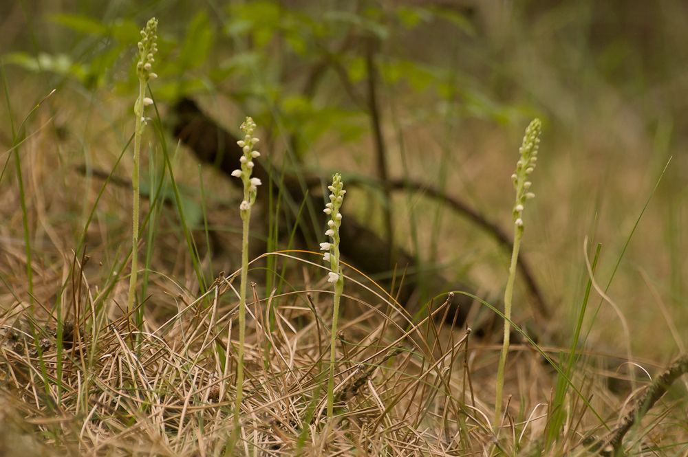 Dennenorchis (foto: Mark Meijrink)