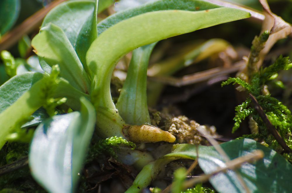 Dennenorchis vermeerdert zich door middel van wortelstokken. De foto toont een begin van een horizontale uitloper (foto: Mark Meijrink)