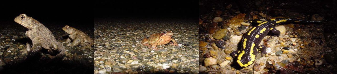 Gewone pad, bruine kikker en vuursalamander aan de wandel (foto’s: Arnold van Rijsewijk)