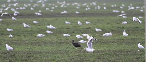 Zwarte ibis (foto: Arjan Boele)