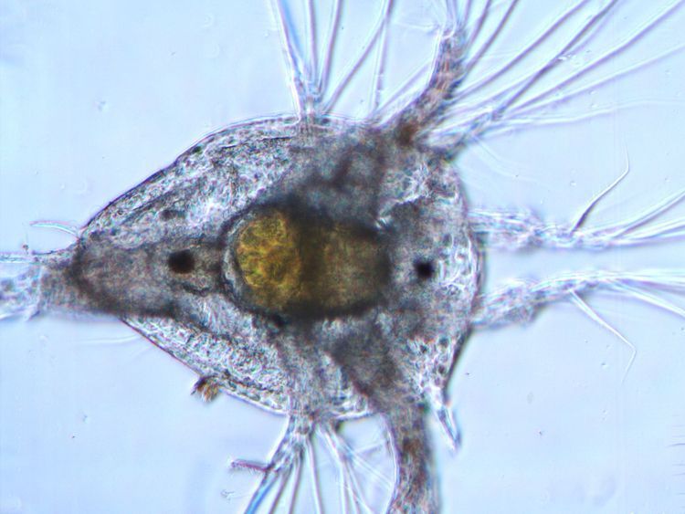 Nauplius larve van een Nederlandse zeepok (microscopie) (foto: Peter H. van Bragt)
