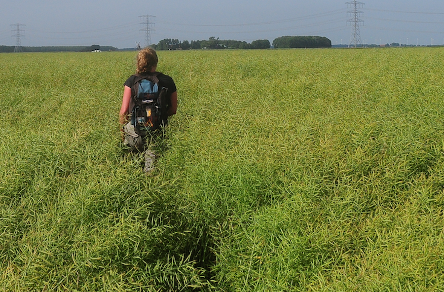 Medewerker van Werkgroep Grauwe Kiekendief door het manshoge koolzaad op weg om nest grauwe kiekendief te beschermen (foto: Ben Koks)