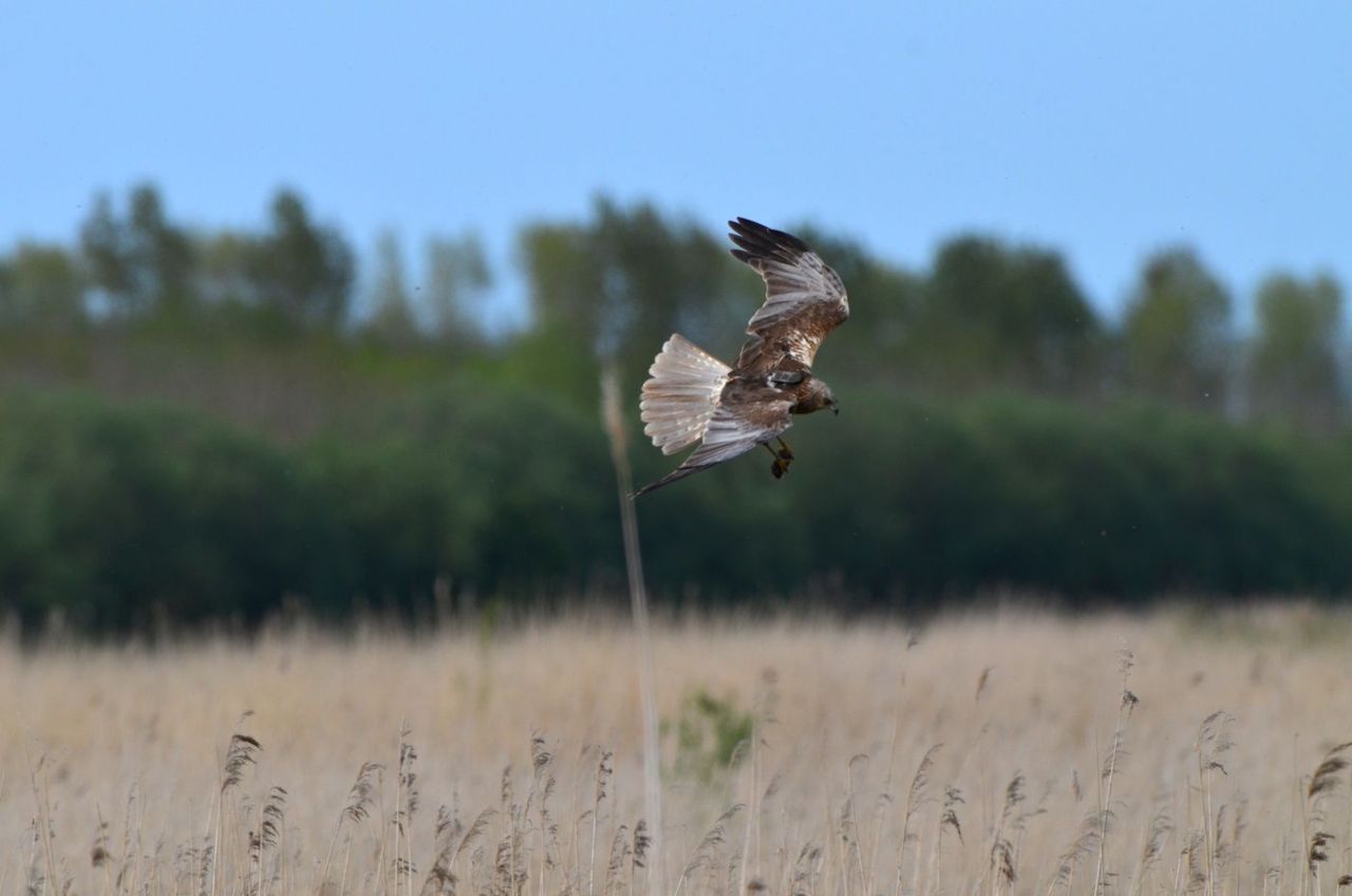 Roelof valt in met veldmuis in het rietveldje waar hij zijn nest heeft, mei 2015 (foto: Ben Koks)