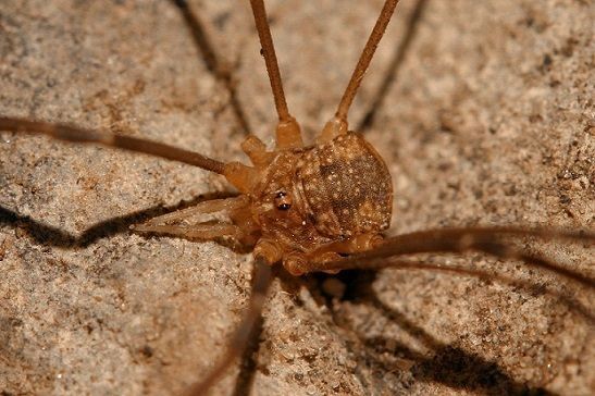 Hooiwagen Nelima gothica, man (foto: Jinze Noordijk)