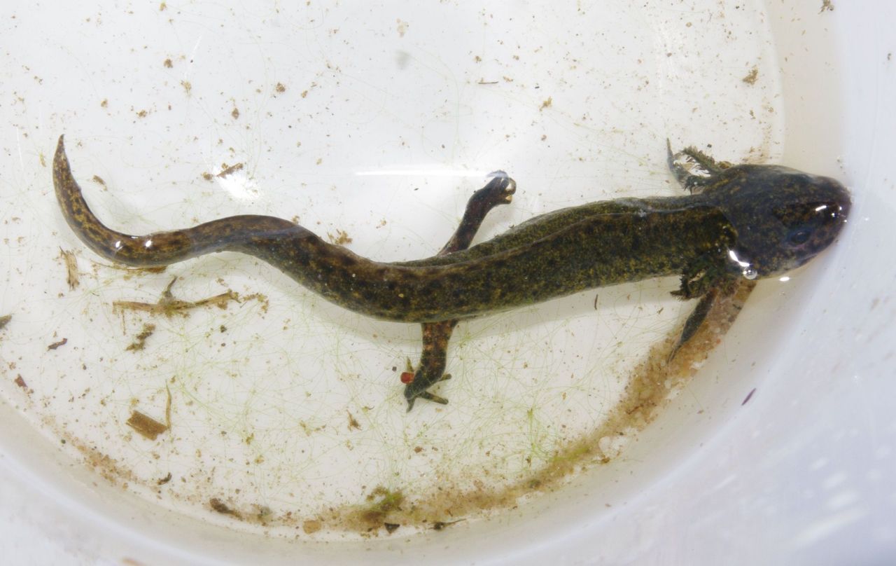 Neotene Alpenwatersalamander, gevangen op de Veluwe (foto: Sergé Bogaerts)