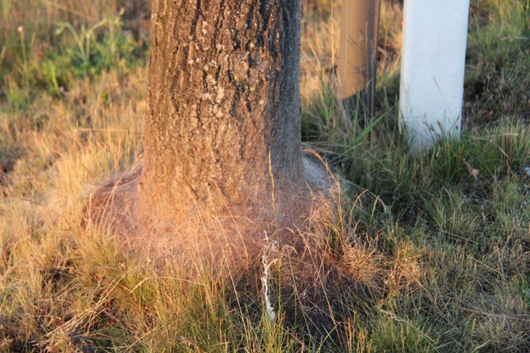 Nest aan de voet van een boom (foto: Henry Kuppen)