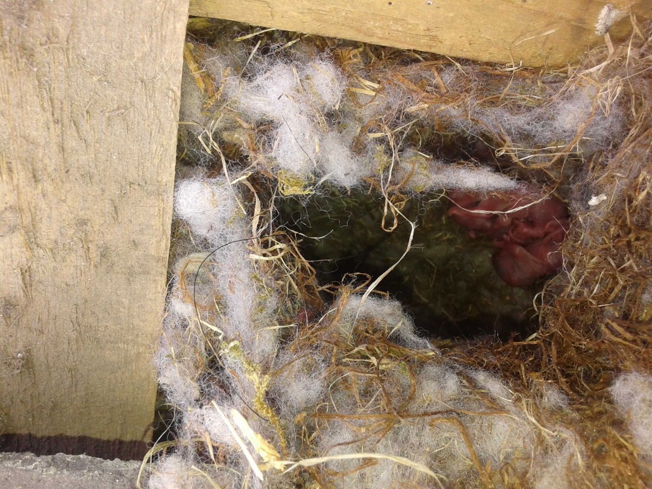 Het eekhoornnest in het dak van een woonhuis (foto: Ronny van Dijk)