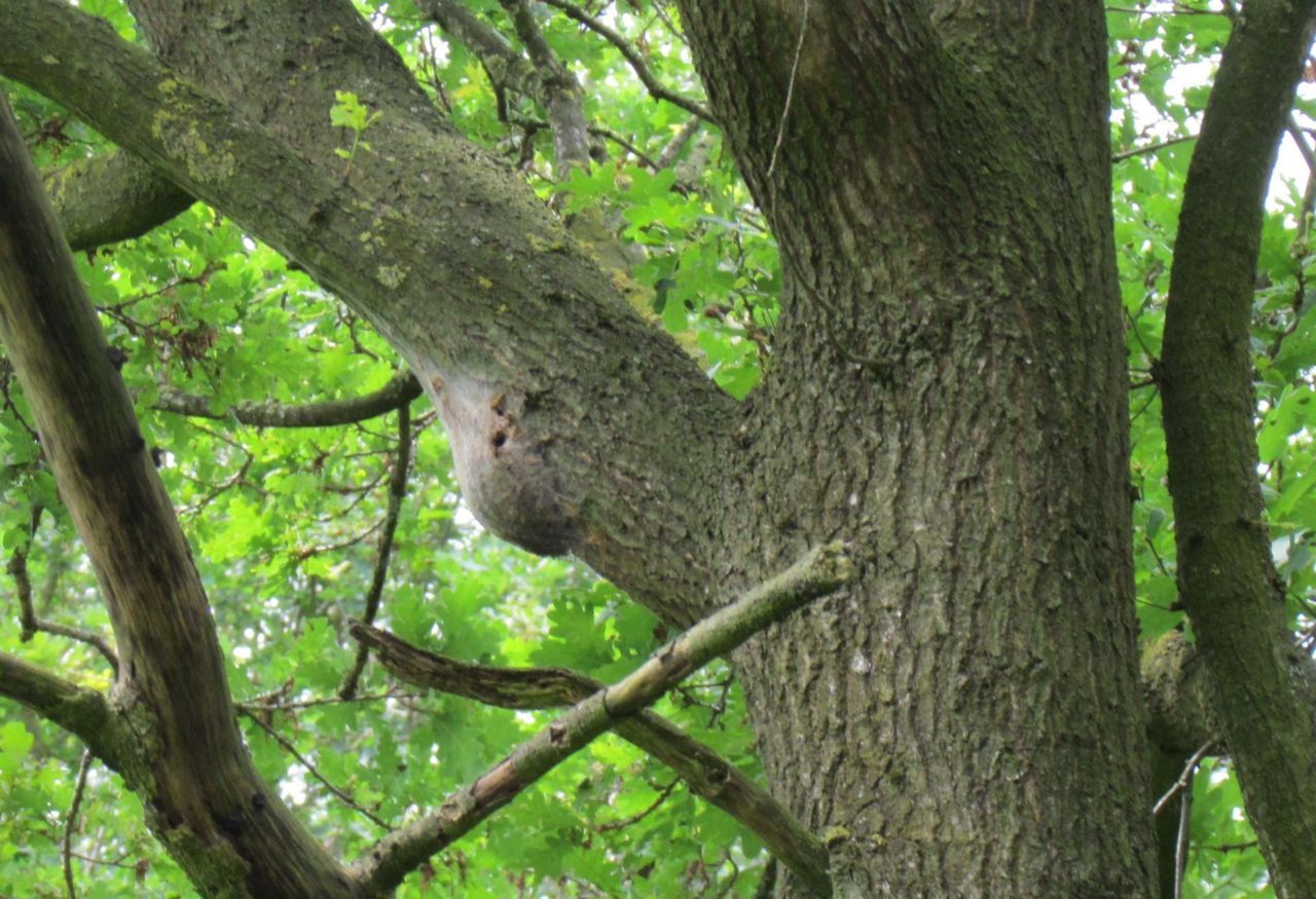 Nest met uitvlieggaten eikenprocessievlinder (foto: Silvia Hellingman)