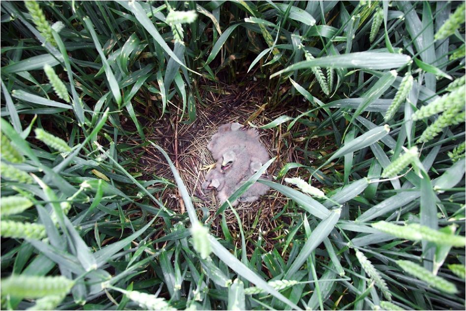 Nest met jonge Blauwe Kiekendieven in wintertarwe. Zomer 2012, Oost-Groningen. (Foto: Harold van der Meer)