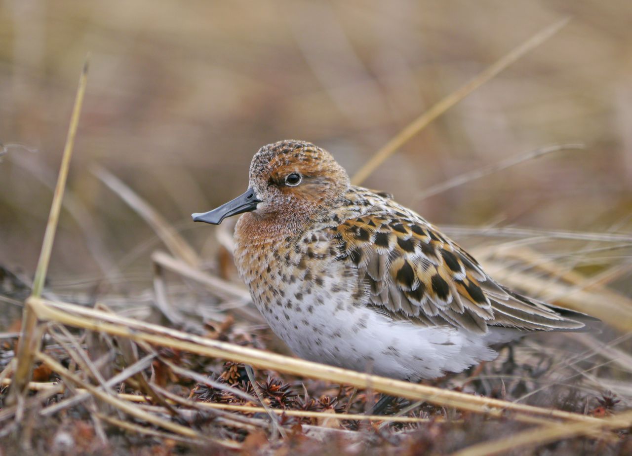 Een Lepelbekstrandloper in zijn natuurlijke broedbiotoop (Foto: Martin McGill - WWT)