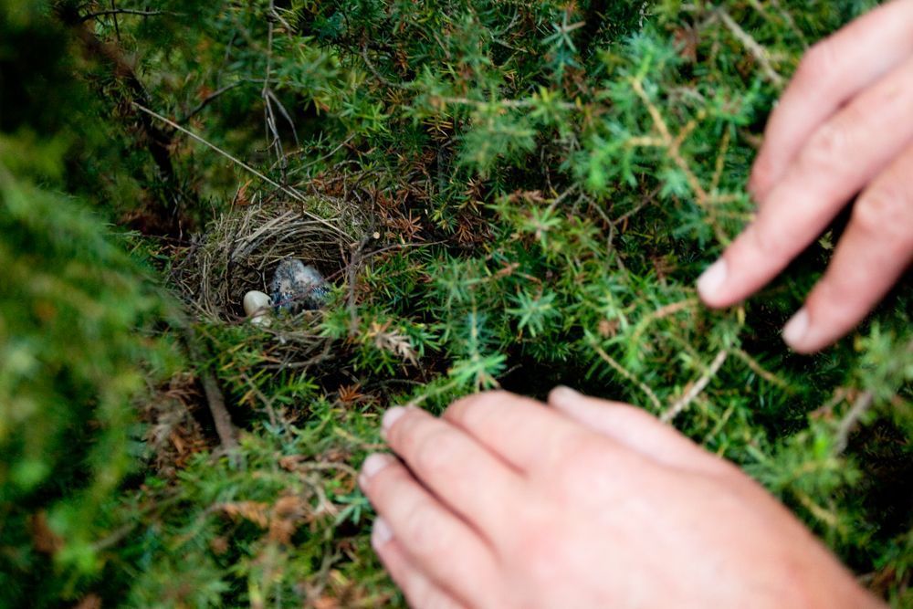 Nest grauwe klauwier tijdens ringen van de jongen (foto: Niels Gilissen)