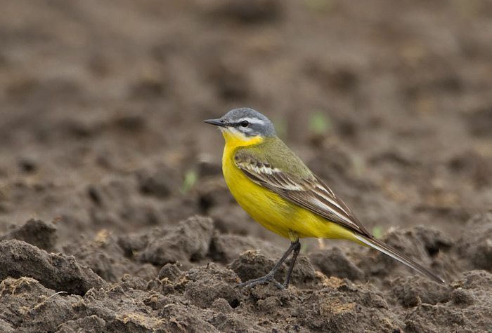 Gele kwikstaart (foto: BirdPhoto.nl)