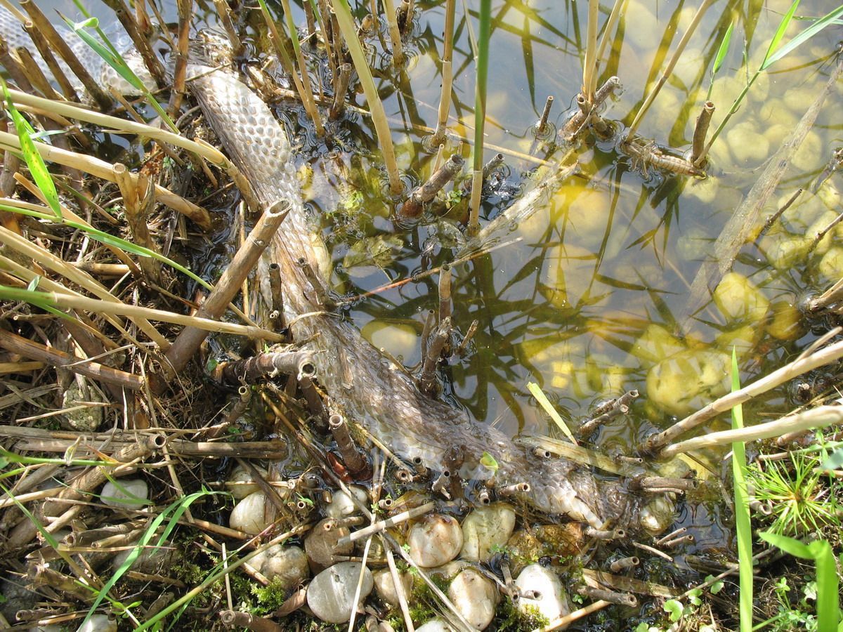 Slangenhemd in het water (foto: Annemarie van Diepenbeek)