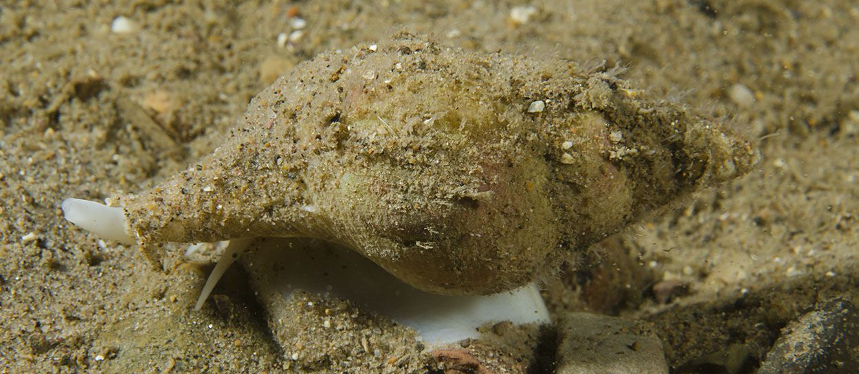 De Slanke noordhoren, een van de vele bijzondere Nederlandse weekdieren die recent levend op de Klaverbank zijn aangetroffen (2011) (foto: Peter H van Bragt)