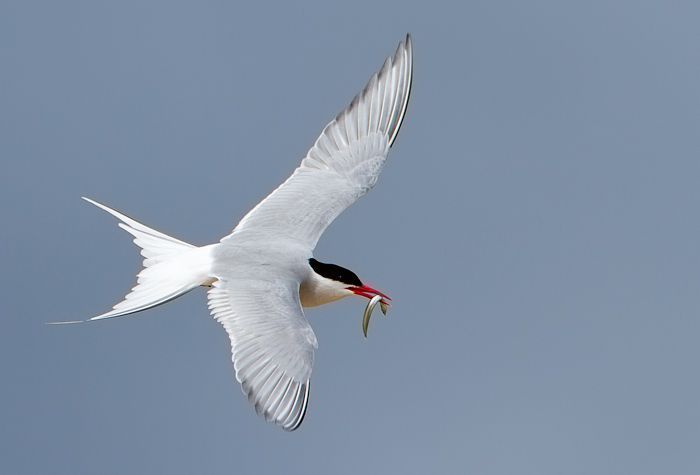 Noordse stern (foto: Birdphoto)