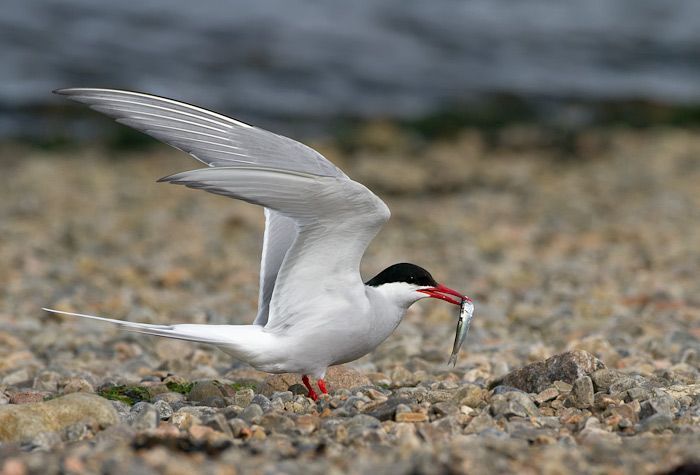 Noordse stern (foto: Birdphoto)