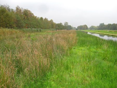 Eén van de onderzochte terreinen van Natuurmonumenten in het Kortenhoefse Plassen-gebied. Hier werden in slechts twee controles maar liefst achttien verschillende noordse woelmuizen gevangen. Op de achtergrond is de kerktoren van Kortenhoef zichtbaar (foto: Rob Koelman)