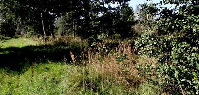 Overwinteringsplek in het Kuiderbos (foto: Kars Veling)