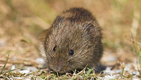 Noordse woelmuis (foto: Jelger Herder)