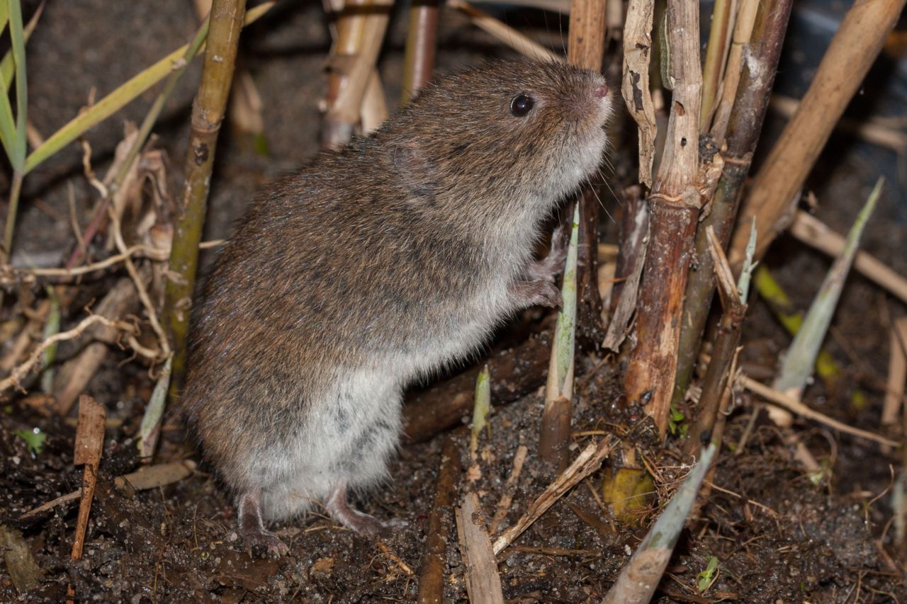 Noordse woelmuis (foto: Wesley Overman)